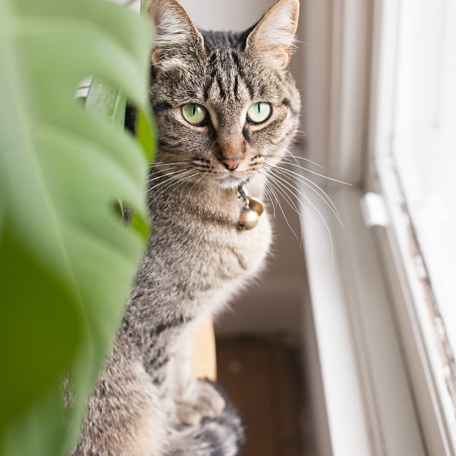 Poisonous houseplants for store cats and dogs
